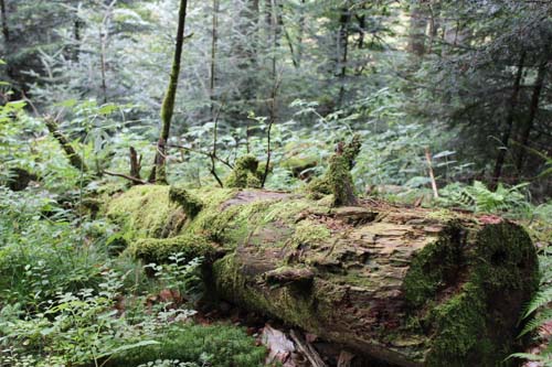 Fasten im Schwarzwald